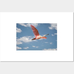 Roseate Spoonbill In Flight On A Beautiful Day Posters and Art